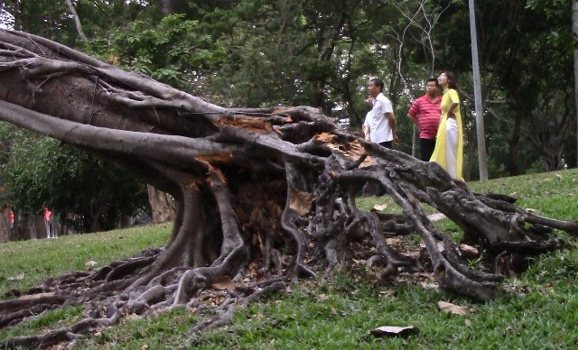 Cây cổ thụ bị gãy ngang gốc.