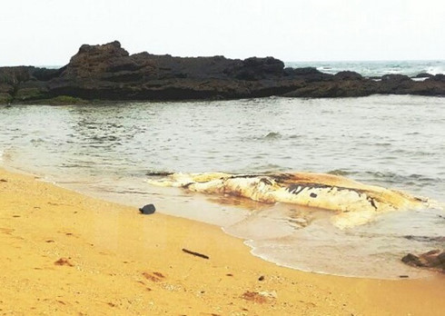 Xác cá voi nặng khoảng 5 tấn trôi dạt vào bờ biển