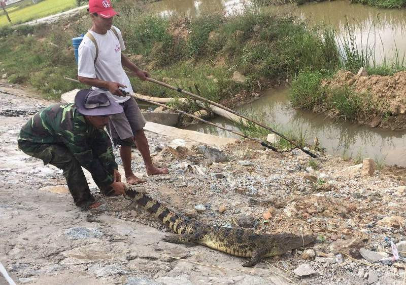 Con cá sấu được người dân bắt bên đường Quốc lộ 1A.