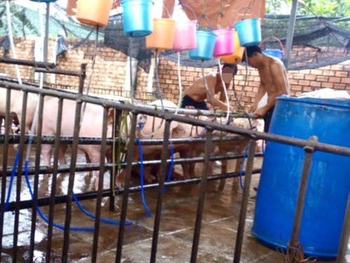 Bơm nước vào hàng trăm con heo để tăng cân