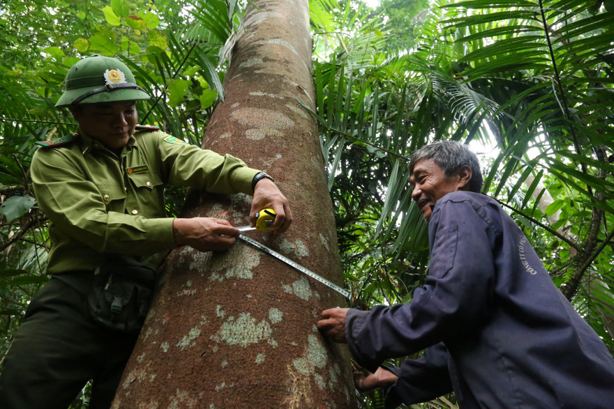 Ông Lâm cùng gốc gỗ lim trên trăm tuổi ở giữa đại ngàn