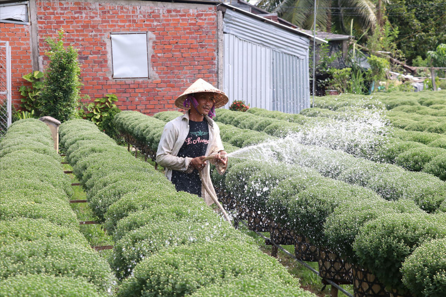 Lo ngại dịch COVID-19, người dân giảm sản lượng hoa Tết 
