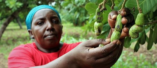 Kenya hiện có 23.000 ha điềuẢnh: Farm Africa 