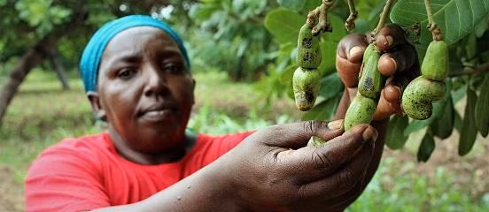 Kenya hiện có 23.000 ha điềuẢnh: Farm Africa 
