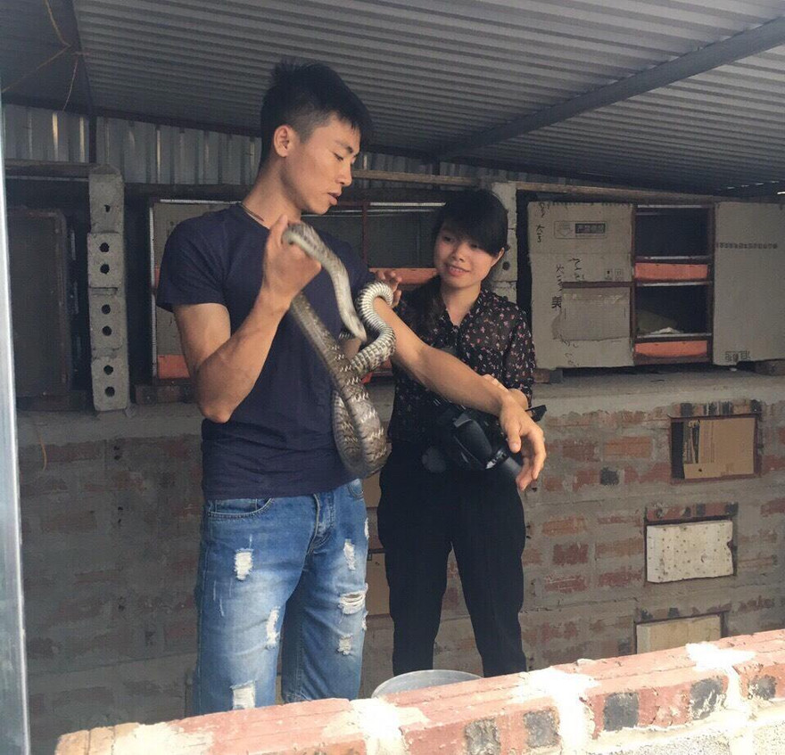 Đức say mê với việc nuôi, phát triển đàn rắn. Ảnh: Duy Chiến