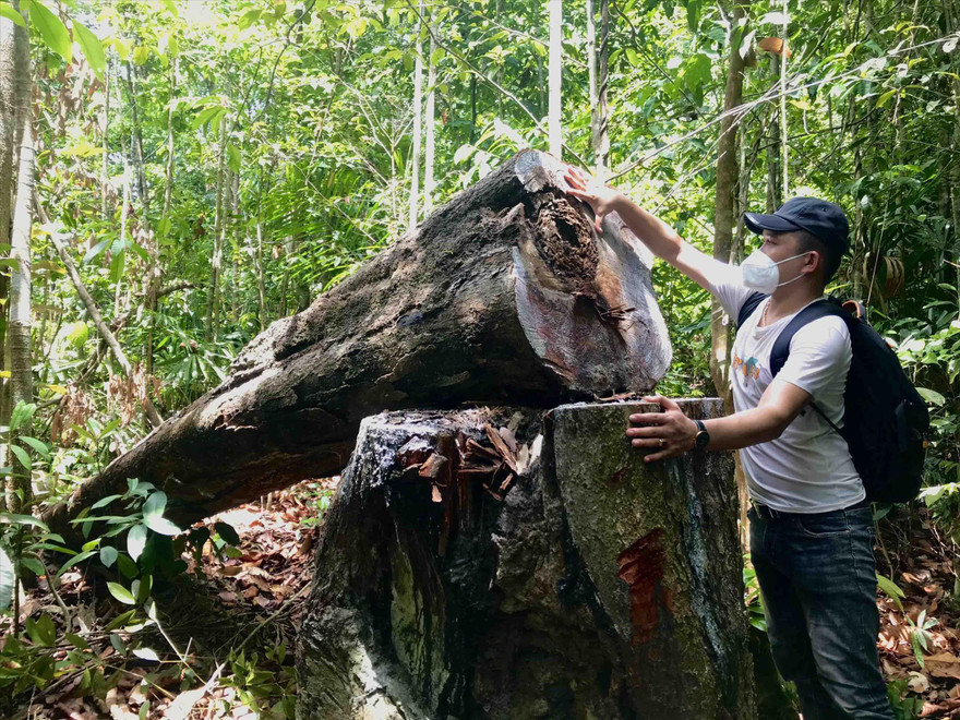 Tác giả bài viết tại hiện trường vụ phá rừng.