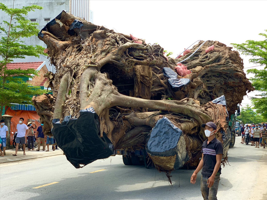 Cây đa cổ thụ hơn 200 năm tuổi được di dời về núi Thiên Bút, phường Nghĩa Chánh, thành phố Quảng Ngãi ảnh: Nguyễn Ngọc 