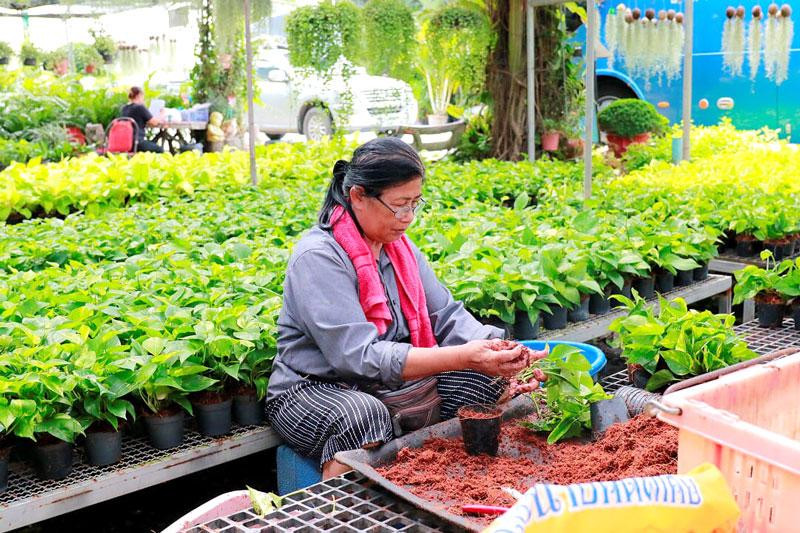 Một mô hình sản xuất nông nghiệp ở Thái Lan 