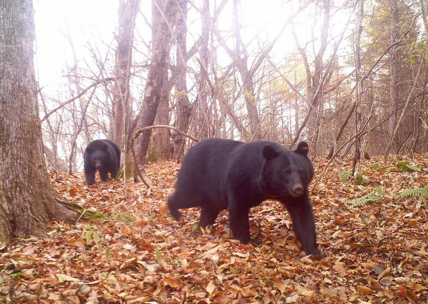 Gấu đen Nhật Bản.Ảnh: Bushnell
