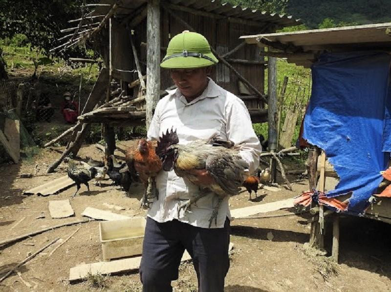 Ông Vừ Tồng Pó và những con gà đen mà ông chăn nuôi