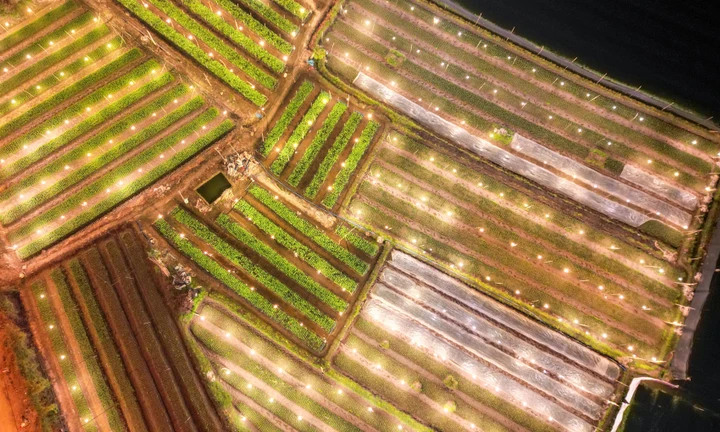 Đêm trắng ở vựa hoa lớn nhất Hà Nội dịp áp Tết 