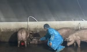 Hàng trăm con heo nghi 'dính' chất cấm Salbutamol 