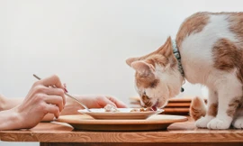 Tranh cãi nghiên cứu sinh ăn đồ cho mèo để tiết kiệm chi phí du học