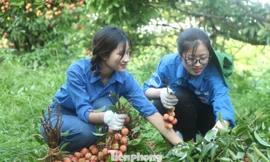 Đoàn viên tỉnh Bắc Ninh tình nguyện hỗ trợ người dân thu hoạch vải thiều