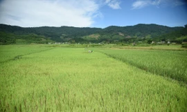 Biến đồng hoang thành vựa lúa vàng trên núi