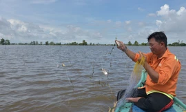 Vợ chồng ông Trần Văn Hồng vừa giăng lưới xong trên đồng lũ An Giang