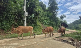 Bò của người dân đã được kéo về chăn tại bản để tránh bị giết hại
