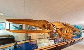 Mẫu vật xương cá voi lưng gù trưng bày tại Bảo tàng Hải dương học