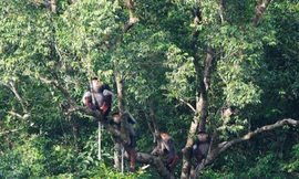 Động Châu - Khe Nước Trong được xem là “ngân hàng gene sống” của nhiều loài động, thực vật quý hiếm