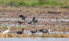 Loài chim quắm quý hiếm lần đầu tiên được ghi nhận xuất hiện tại Huế. Ảnh: Lê Mạnh Hùng