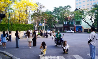 Vô tư đứng, ngồi giữa lòng đường chụp ảnh với hoa phong linh