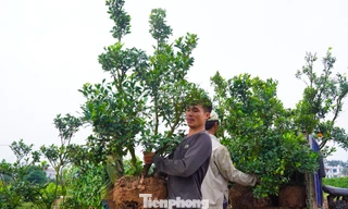 Thủ phủ hoa, cây cảnh Văn Giang tất bật vào vụ mới 