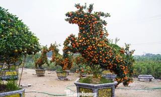 Độc lạ quýt hình ngựa có giá hàng chục triệu đồng ở thủ phủ cây cảnh Hưng Yên