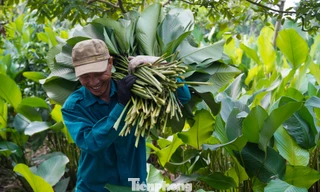Làng nghề lá dong Tràng Cát vào vụ Tết, người dân tất bật 'hái lá đếm tiền'