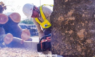 Chặt hạ hàng loạt cây cổ thụ để mở rộng đường 70 trị giá 3.380 tỷ đồng