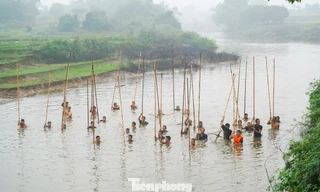 Dưới mưa lạnh, trai tráng Phúc Thọ vẫn hò reo 'dập' cá trên sông Tích Giang