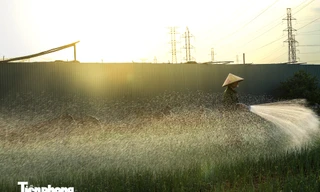 Nông dân Hà Nội ra đồng làm việc từ rạng sáng để tránh nắng