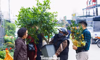 Thủ phủ hoa, cây cảnh lớn nhất miền Bắc 'chạy đua' cùng Tết