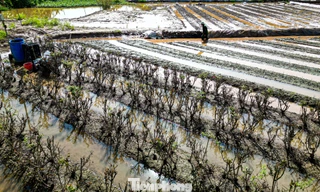 Làng hoa Tây Tựu tiêu điều, thất thu vụ hoa dịp 20/10