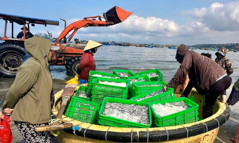 Biển mở lộc, cá cơm trắng bờ 