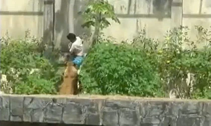 Một thanh niên 19 tuổi ở Brazil thiệt mạng khi tự ý leo vào khu nuôi sư tử