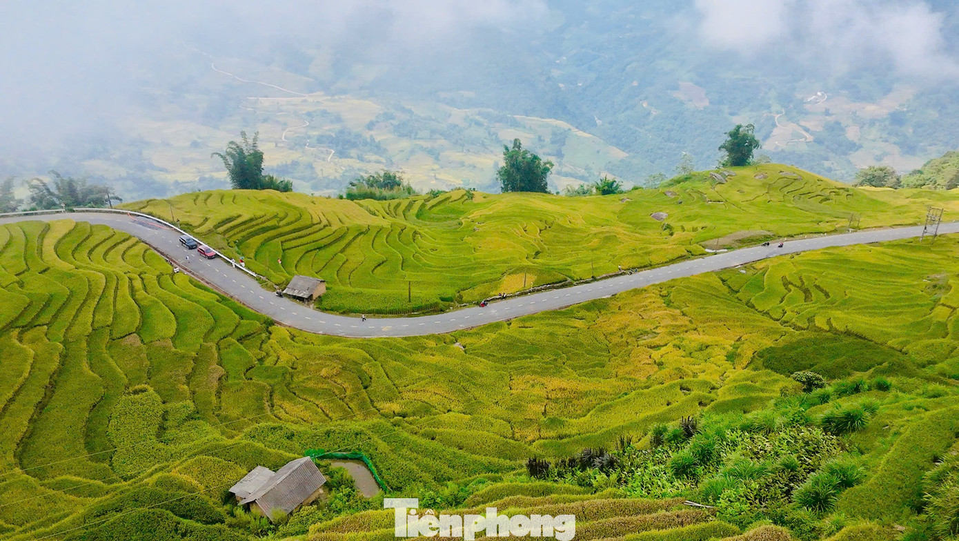 Nằm ở độ cao 2.000m so với mực nước biển, Y Tý luôn được sương mù bao phủ quanh năm. Đặc biệt, mỗi khi đến mùa lúa chín, cả bản làng, núi đồi như khoác lên "tấm áo mới" bởi màu sắc vàng óng sáng bừng của những thửa ruộng bậc thang. tp-y-ty-30.jpg