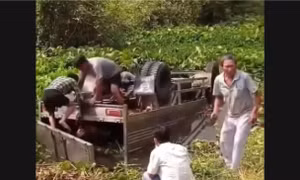 Xe tải chở bò lật xuống kênh, tài xế tử vong