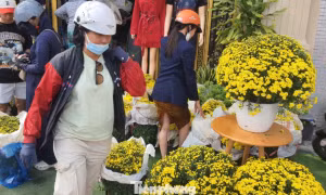 Hoa cúc bán Tết nở sớm bị thương lái ép giá, người dân vào cuộc hỗ trợ
