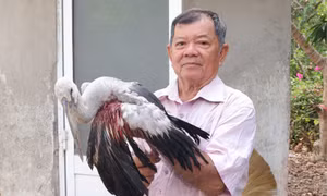 Tiếng kêu cứu từ khu vườn: Lão nông bất lực nhìn đàn chim quý thưa dần vì nạn săn bắn