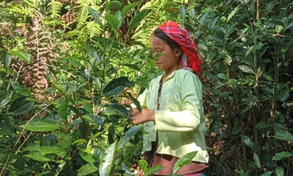 Thanh niên Lô Lô Chải B khởi nghiệp từ chè, góp phần giảm nghèo tại vùng cực Bắc