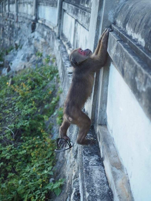 Hình ảnh này khiến người xem phẫn nộ. Ảnh: An Bình - Thanh Trúc.