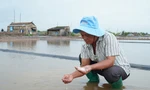 Mưa trái mùa xóa tan hơn 9.000 tấn muối ở Cà Mau, diêm dân xót xa