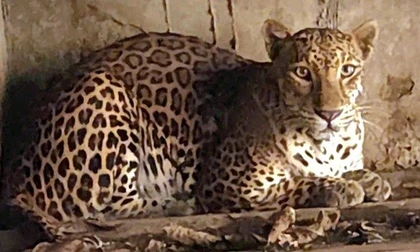 Bắt quả tang một cơ sở đang nuôi nhốt nhiều hổ, gấu, báo tại TPHCM