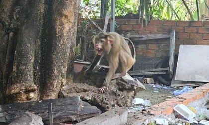 Khỉ hoang xuất hiện ở khu dân cư, tấn công người phụ nữ tại quán ăn