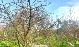 Xót xa những vườn cây ăn trái trơ trụi bên dự án Vành đai 3 TPHCM