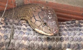 [CLIP] Hoảng hồn khi rắn ‘khổng lồ’ dài cả mét xuất hiện trong nhà dân ở TPHCM