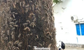 Rợn người trước cảnh sâu ‘lạ’ bầy đàn tràn vào nhà dân ở TPHCM