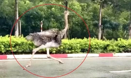 Lý do phải tiêu hủy con chim gần 100kg chạy trên đường ở TPHCM