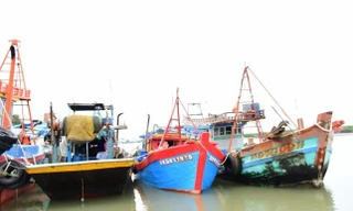 TPHCM xử lý hàng trăm tàu cá để mất kết nối hành trình khai thác thủy sản