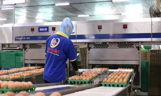 'Trùm' trứng gà Ba Huân bị hải quan 'tuýt còi', người trong cuộc thừa nhận điều đau xót